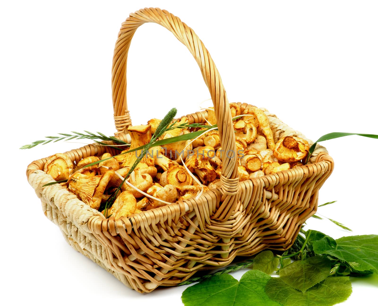 Perfect Little Raw Chanterelles in Wicker Basket with Green Leafs and Grass isolated on White background