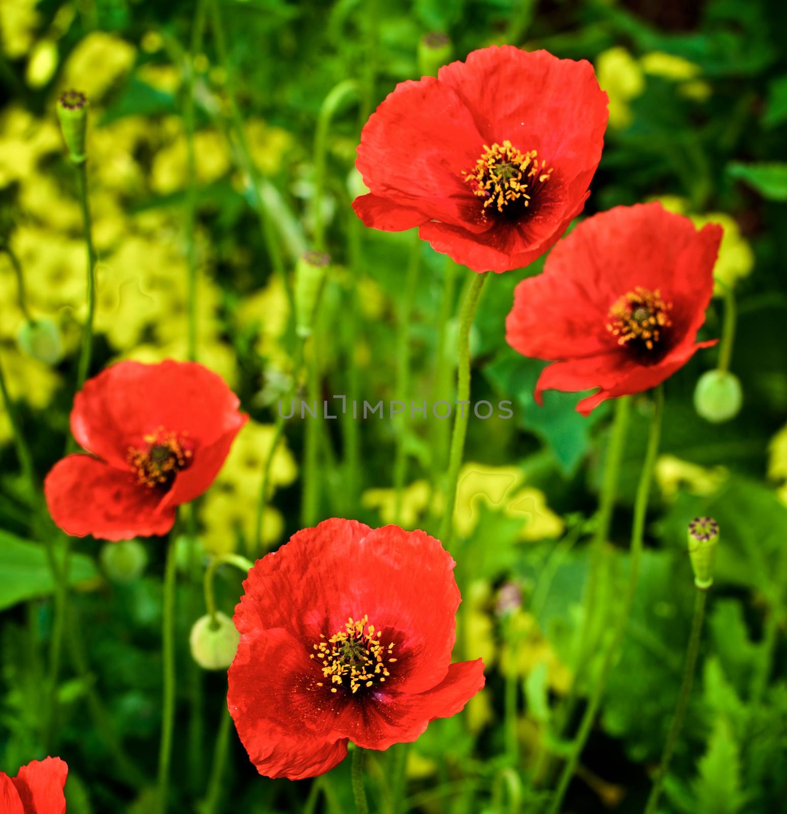 Four Big and Fragile Red Poppies on Blurred Grass and Plants background Outdoors. Focus on Foreground