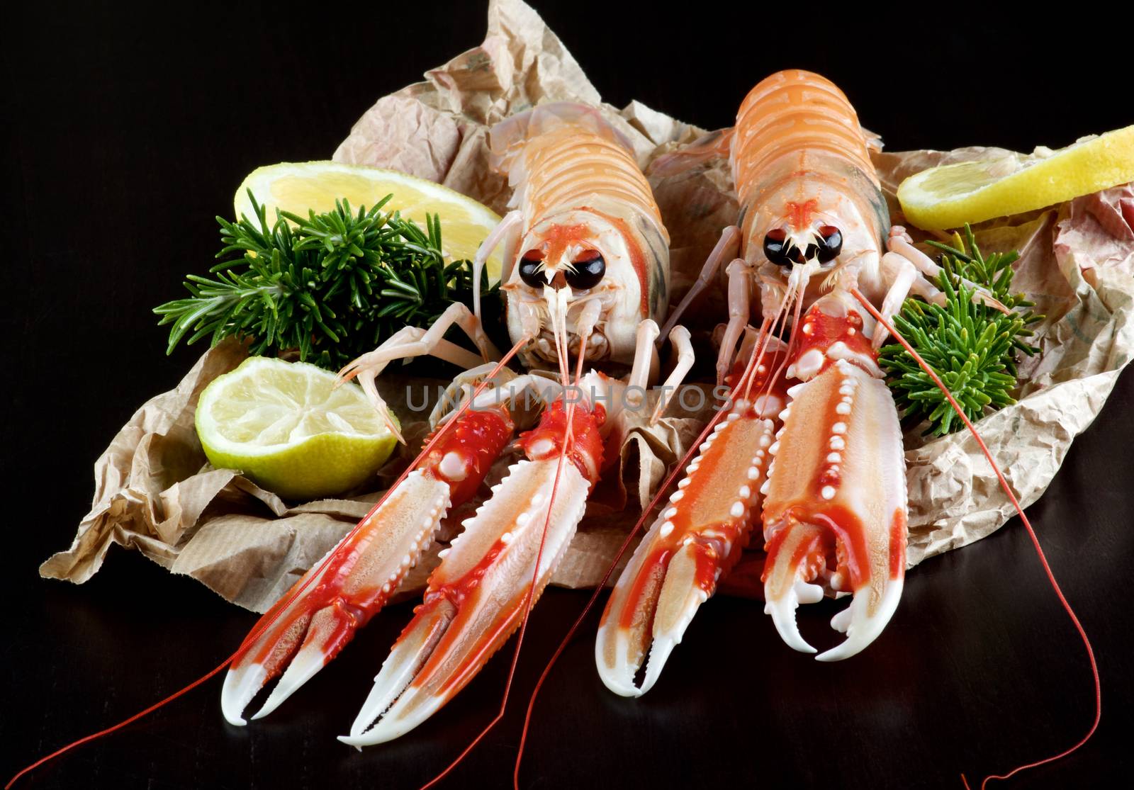 Two Big Raw Langoustines with Lime, Lemons Slices and Rosemary on Parchment Paper closeup on Black Wooden background