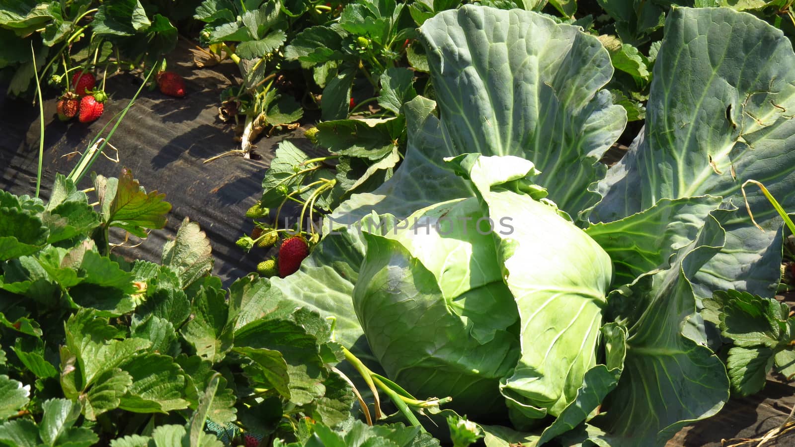 A view of a farm where strawberries and cabbages are being grown organically.                               