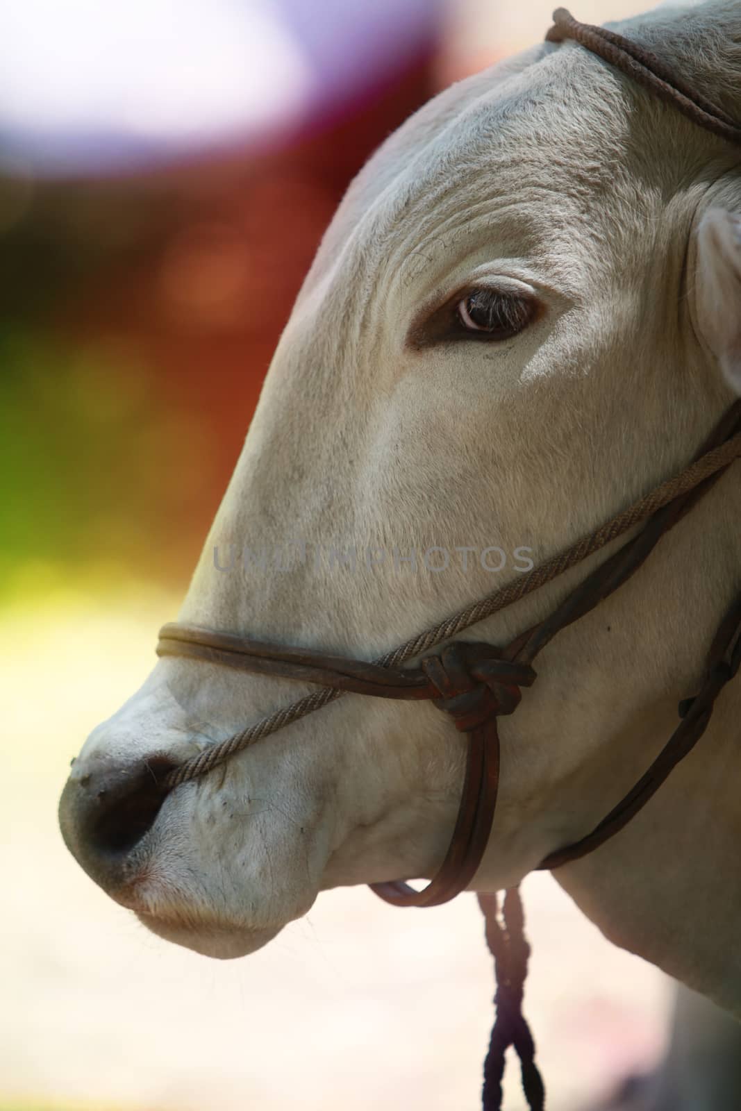 A close up portrait of an Indian bull use for farming in India.