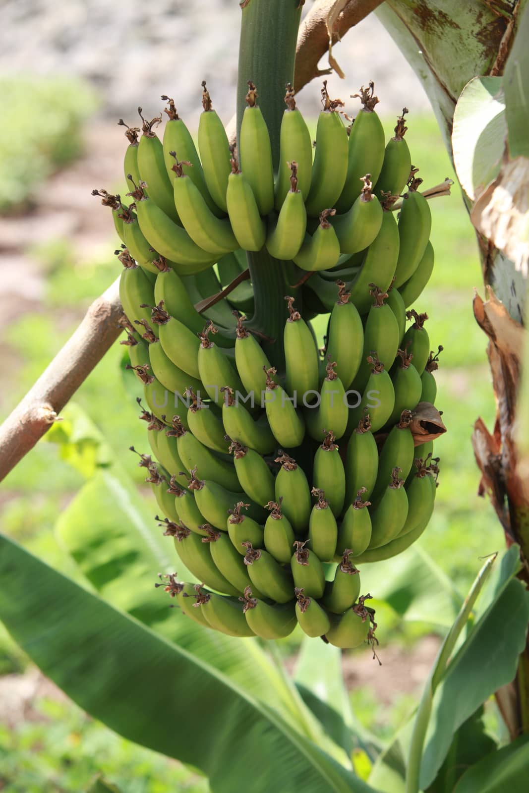 A bunch of non-ripe bananas hanging on a plant in the Indian tropics.