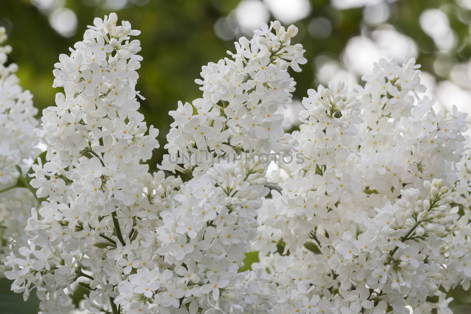 beautiful lilac with white flowers in spring, close-up, outdoors