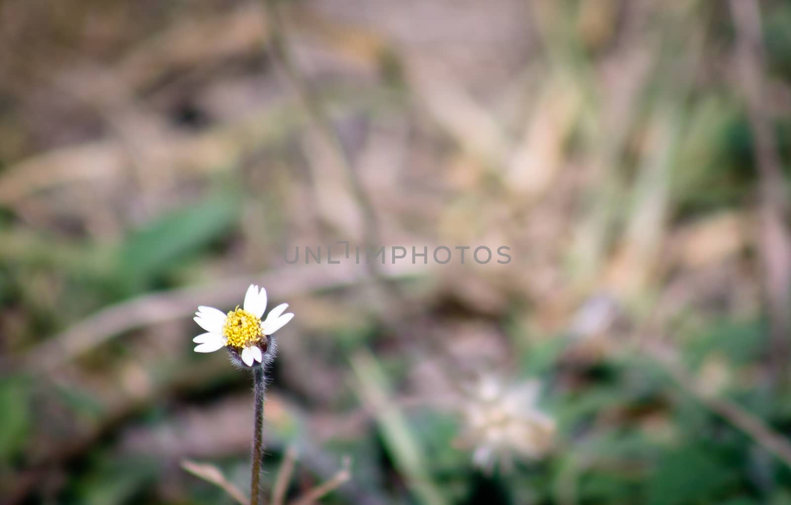 Small white flower againsr blurred background