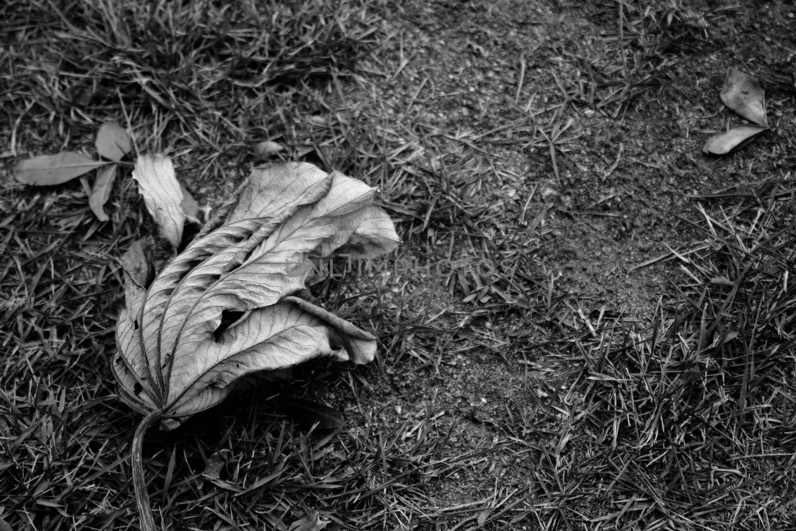 Dead leaf on the grass in black and white