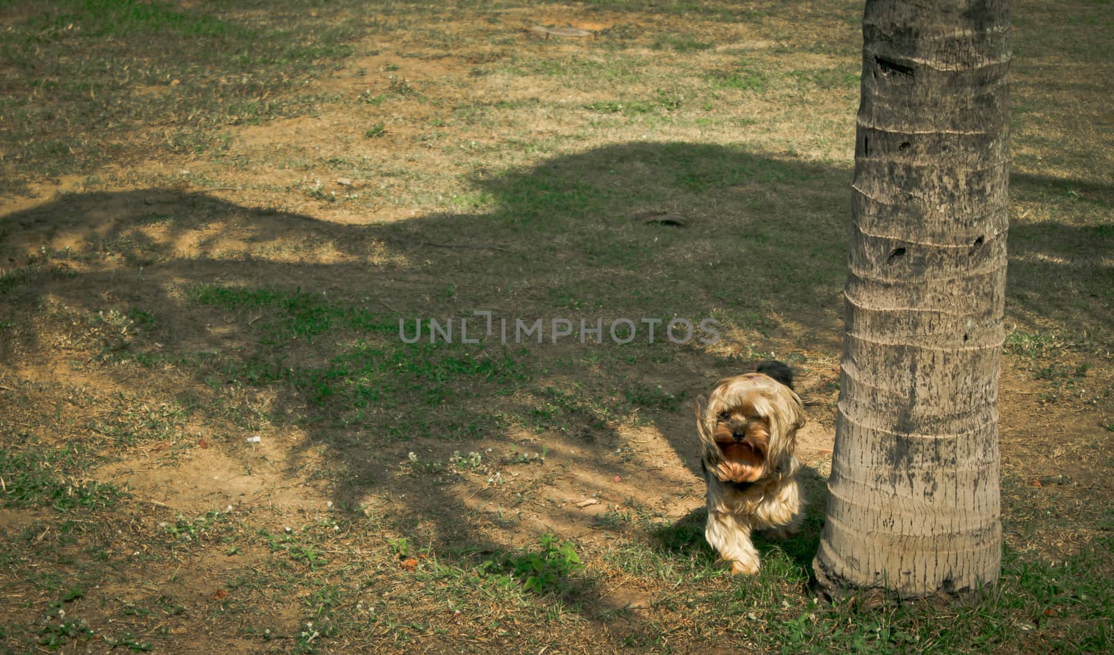 Yorkshire dog on grassy ground by palm tree