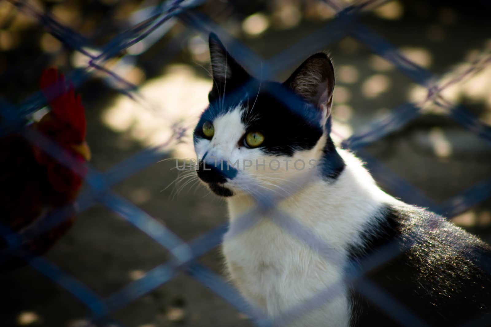 black and white cat shot through a blue fence