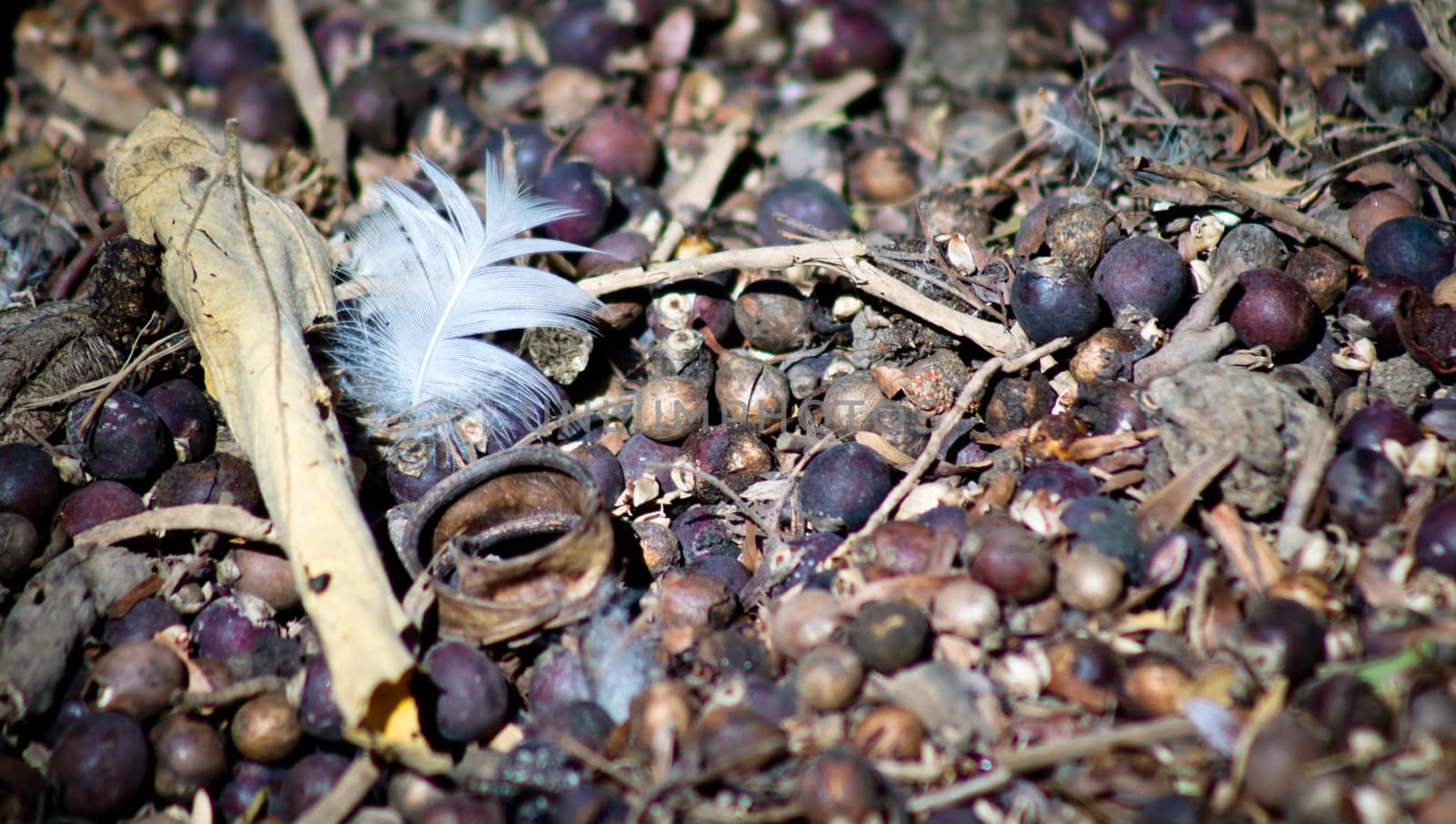Feather on small pebbles on the ground