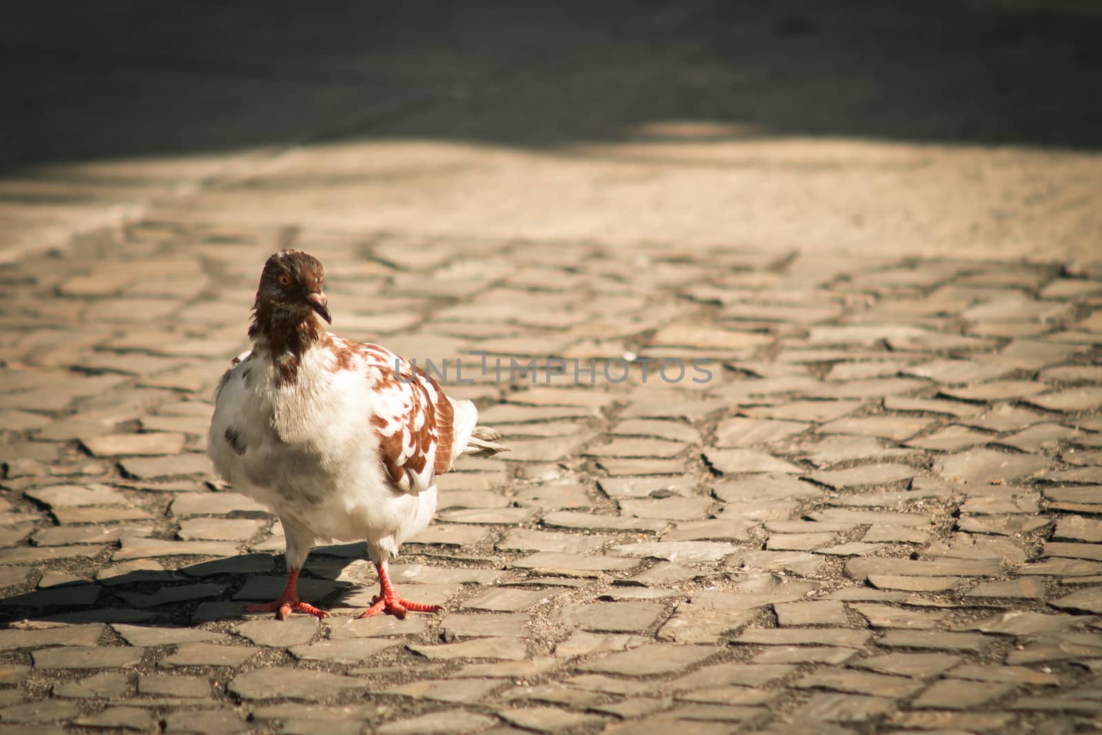 Sunlit pigeon on the sidewalk