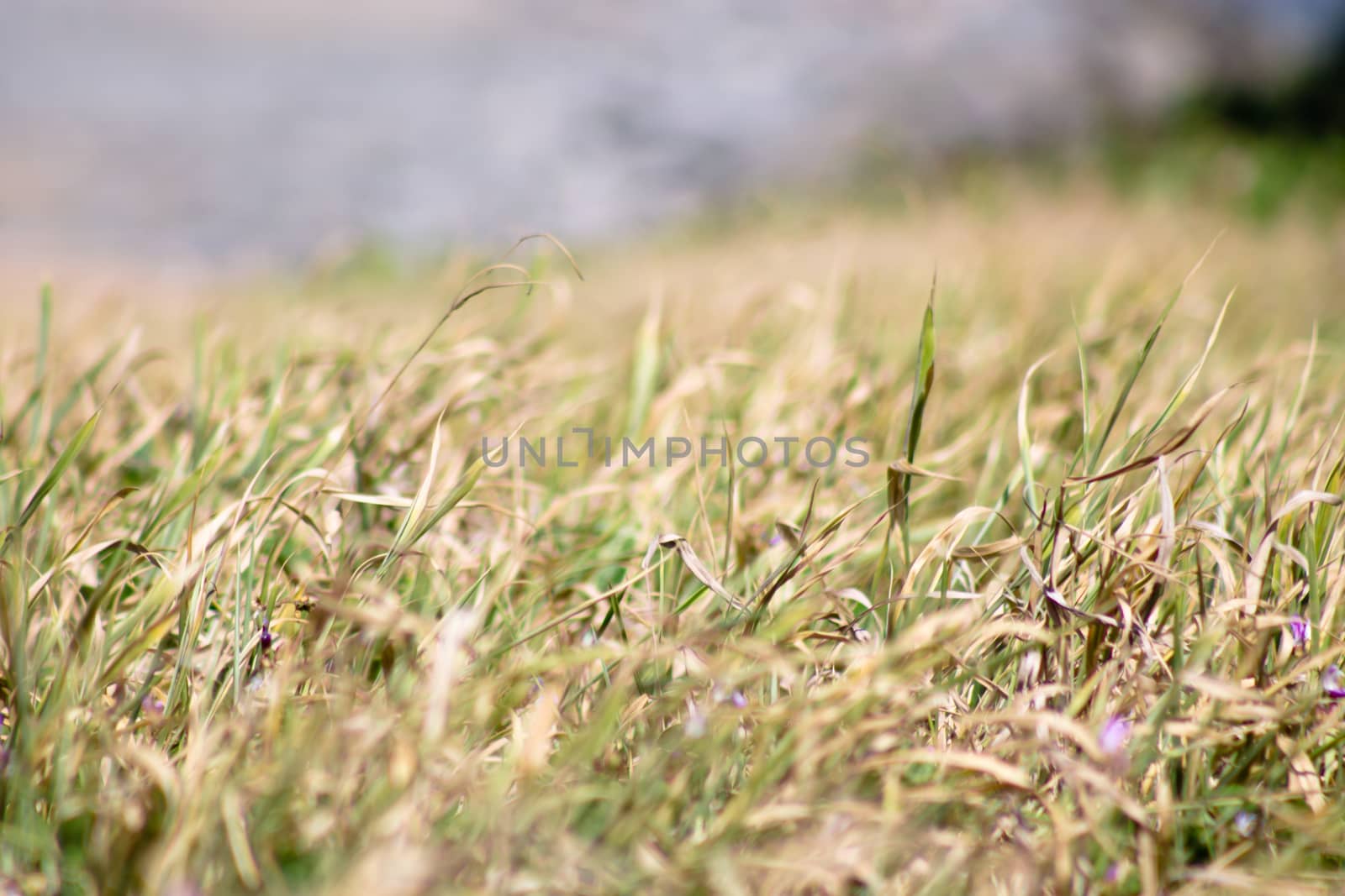 selective focus of blades of grass