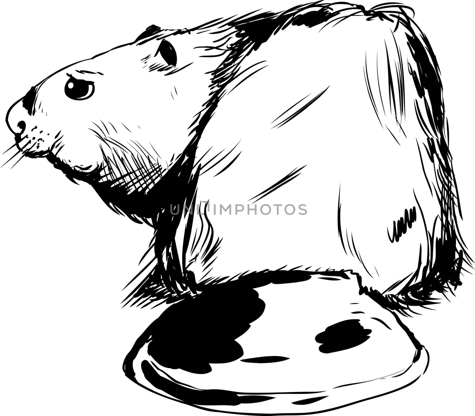 Outline drawing of rear view of single beaver with long wide tail