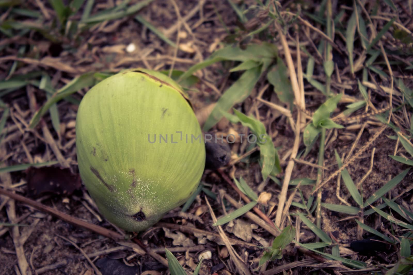 Green coconut on grassy ground