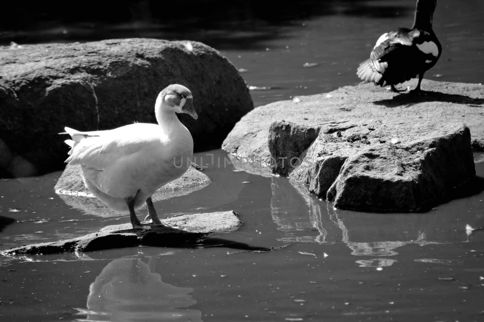 White goose on rock by water in black and white