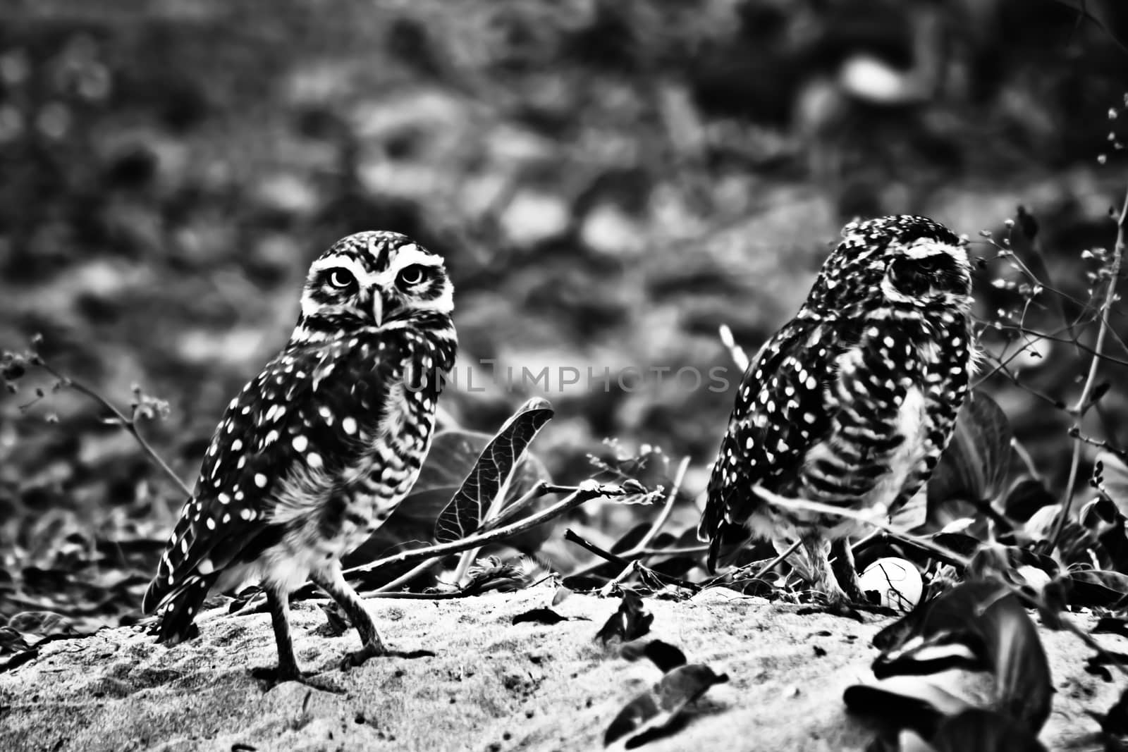 Burrowing owls by gigiobbr