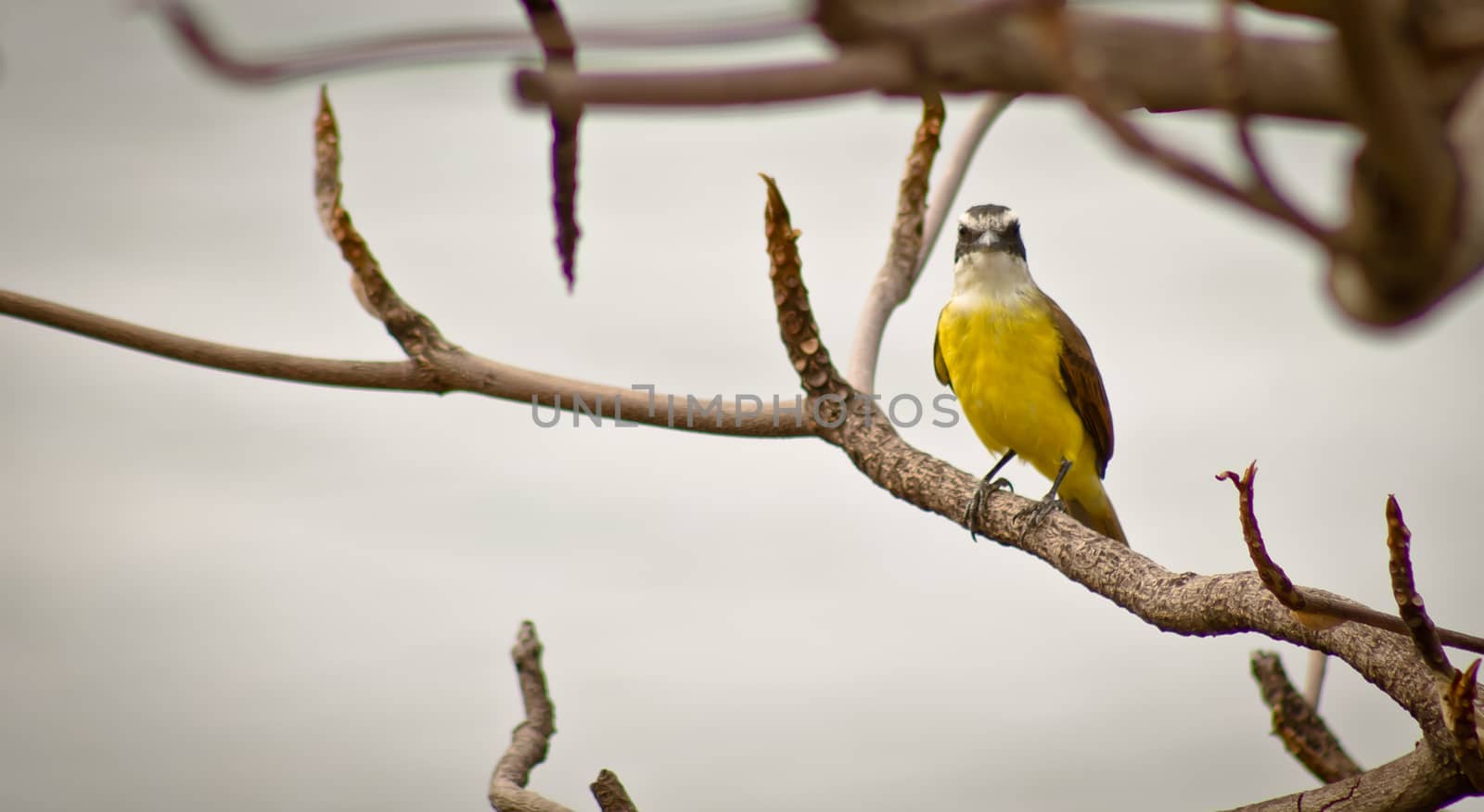 Pitangus sulphuratus on a tree branch against cloudy sky