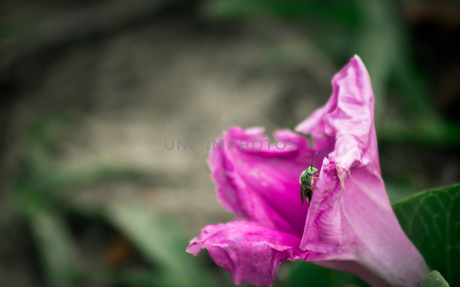 close-up of purple flower with green insect against blurred green vegetation
