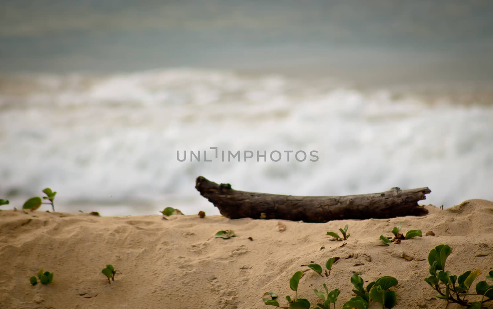 wooden log on sand on the beach blurred waves in the background