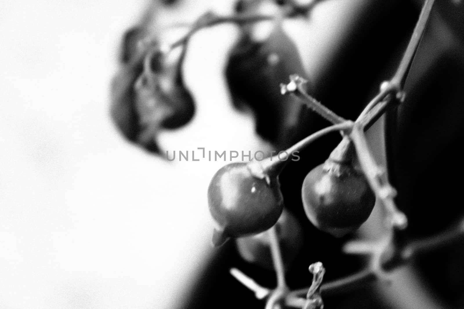 Close-up of peppers in black and white