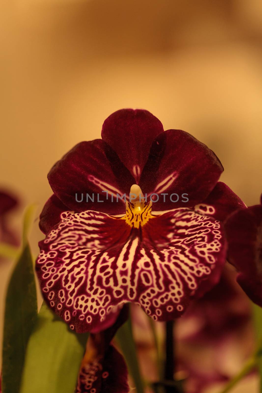 Macro of the deep pink pattern on a pansy orchid Miltoniopsis background in spring.