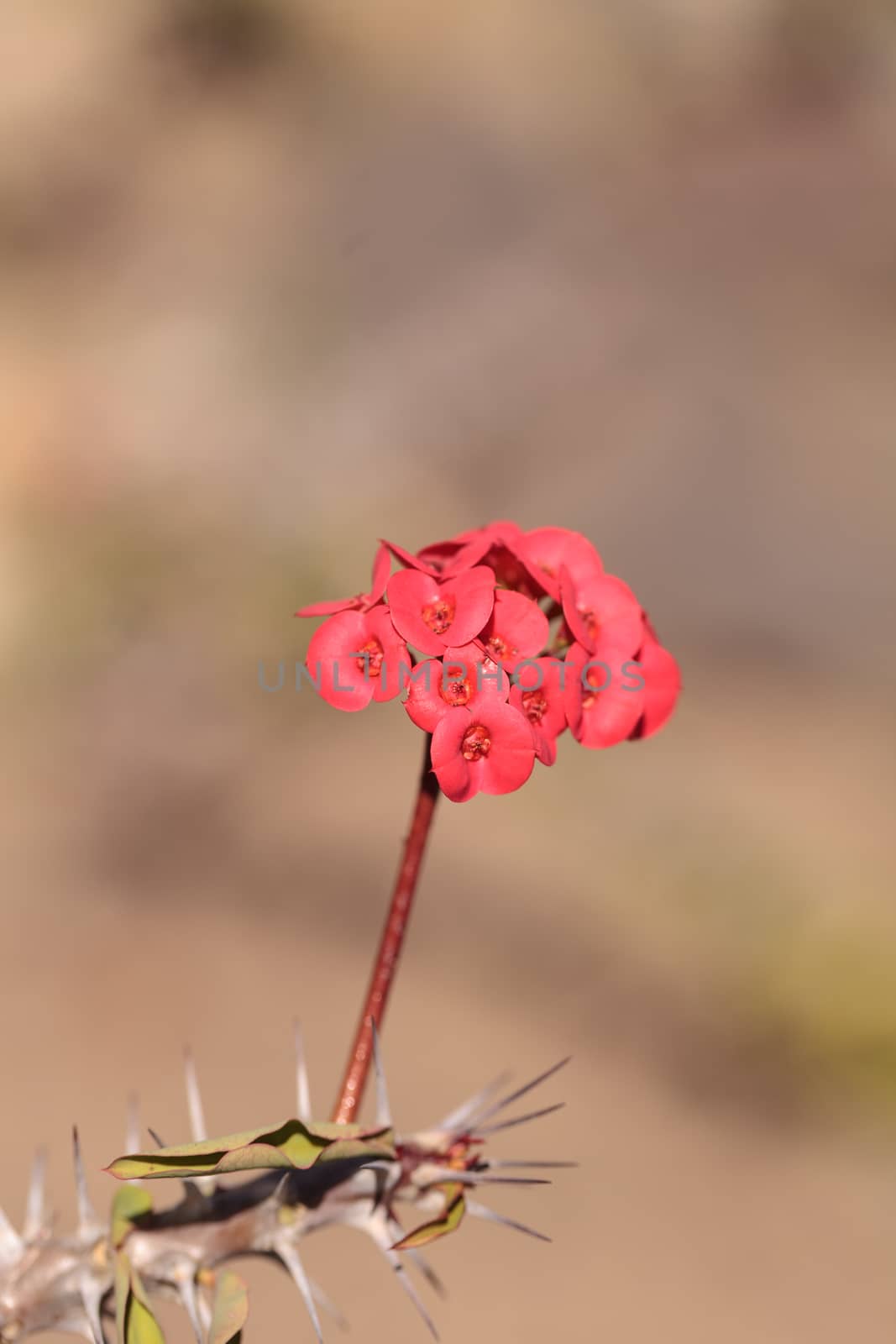 Tiny red flowers on Euphorbia milii var. splendens is called the Crown of Thorns and is everblooming in Madagascar.