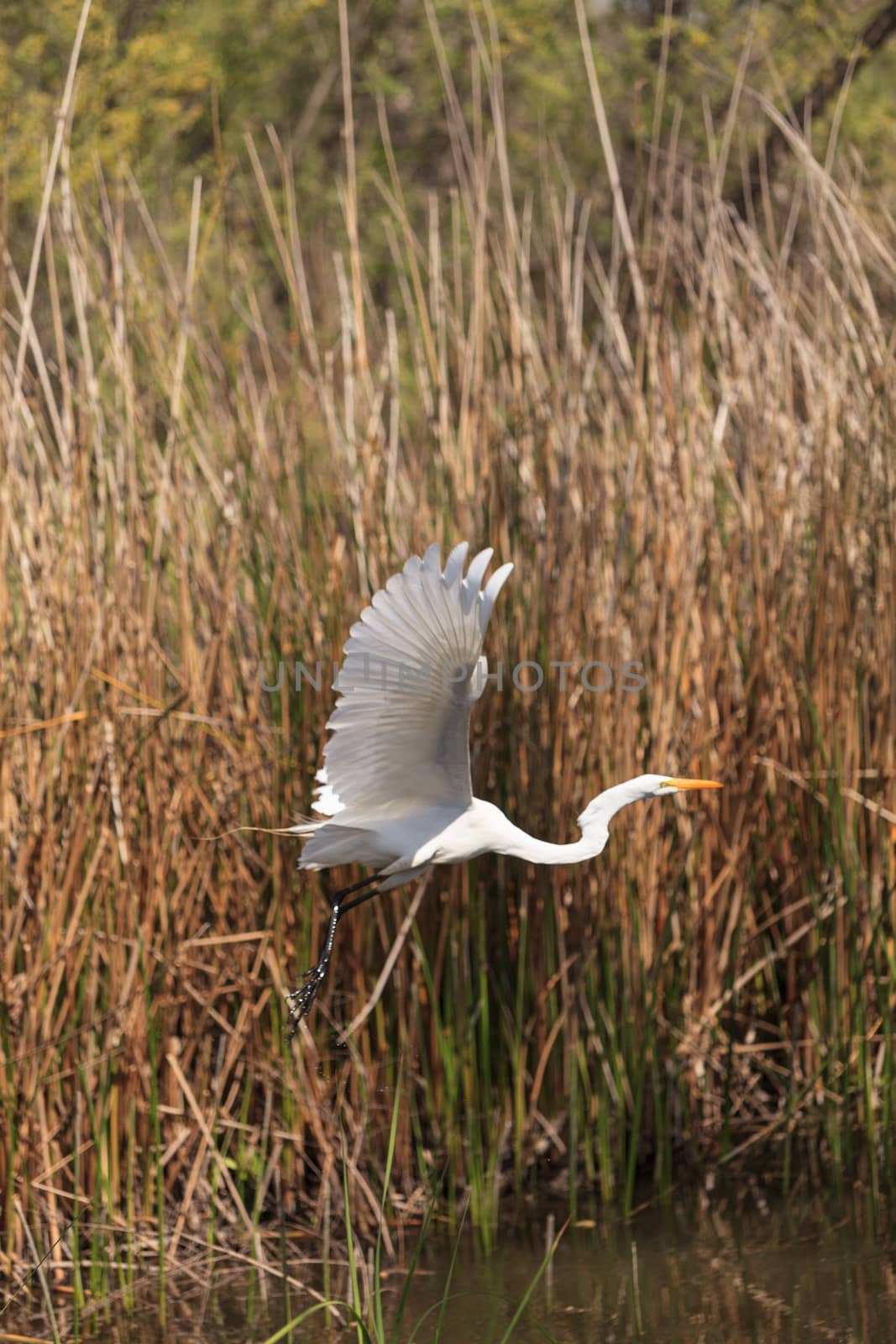 Great egret bird, Ardea alba, flies over water across the upper Newport bay in Newport Beach, California, United States.