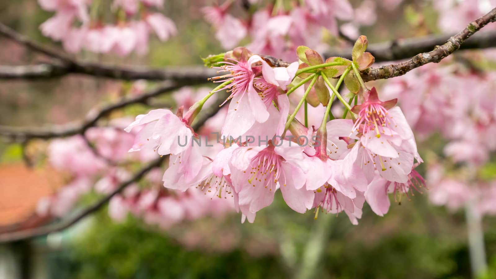 The close up of pink sakura flower branch (cherry blossom).