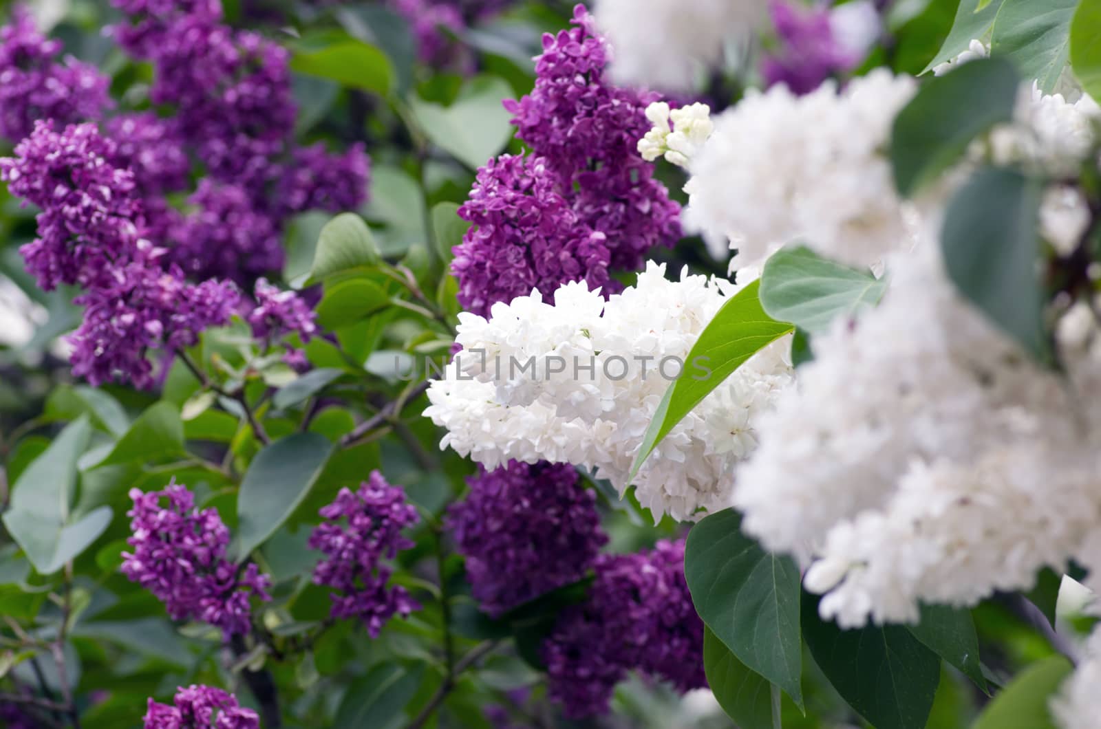 Blooming lilac flowers. Abstract background. Macro photo. 