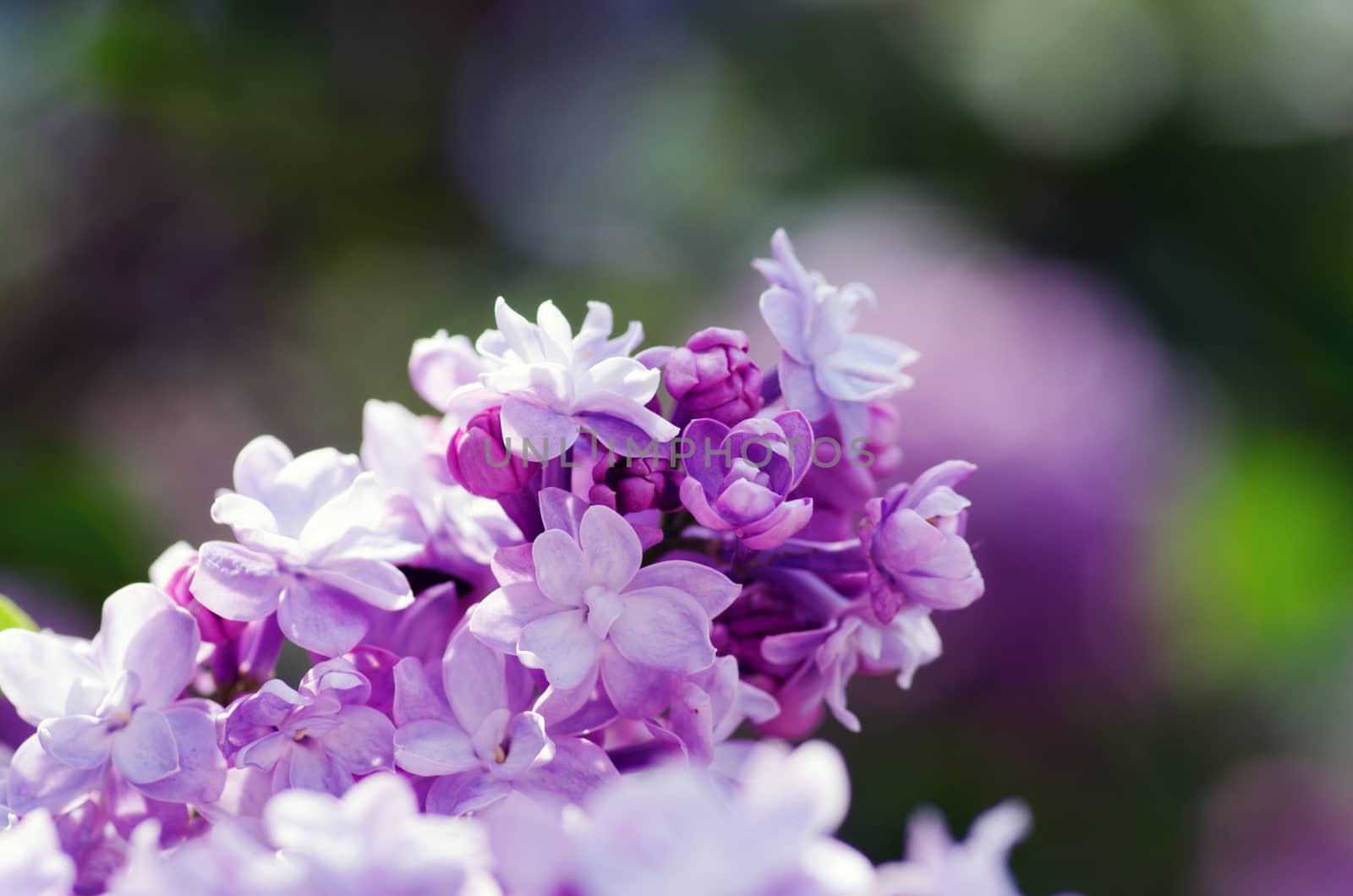 Blooming lilac flowers. Abstract background. Macro photo.  by dolnikow