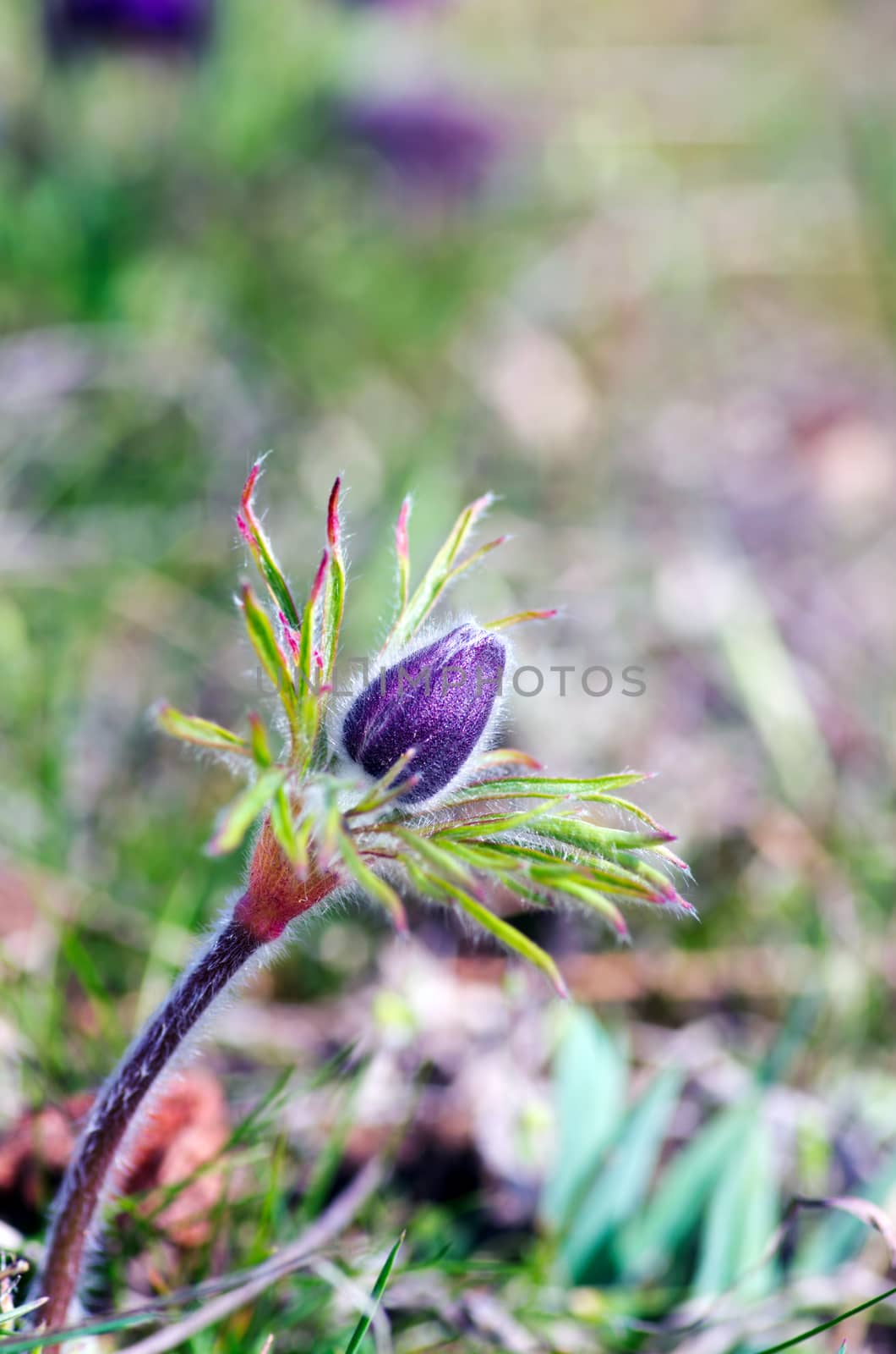 Pasque-flower growing in nature on sunset, macro spring floral background