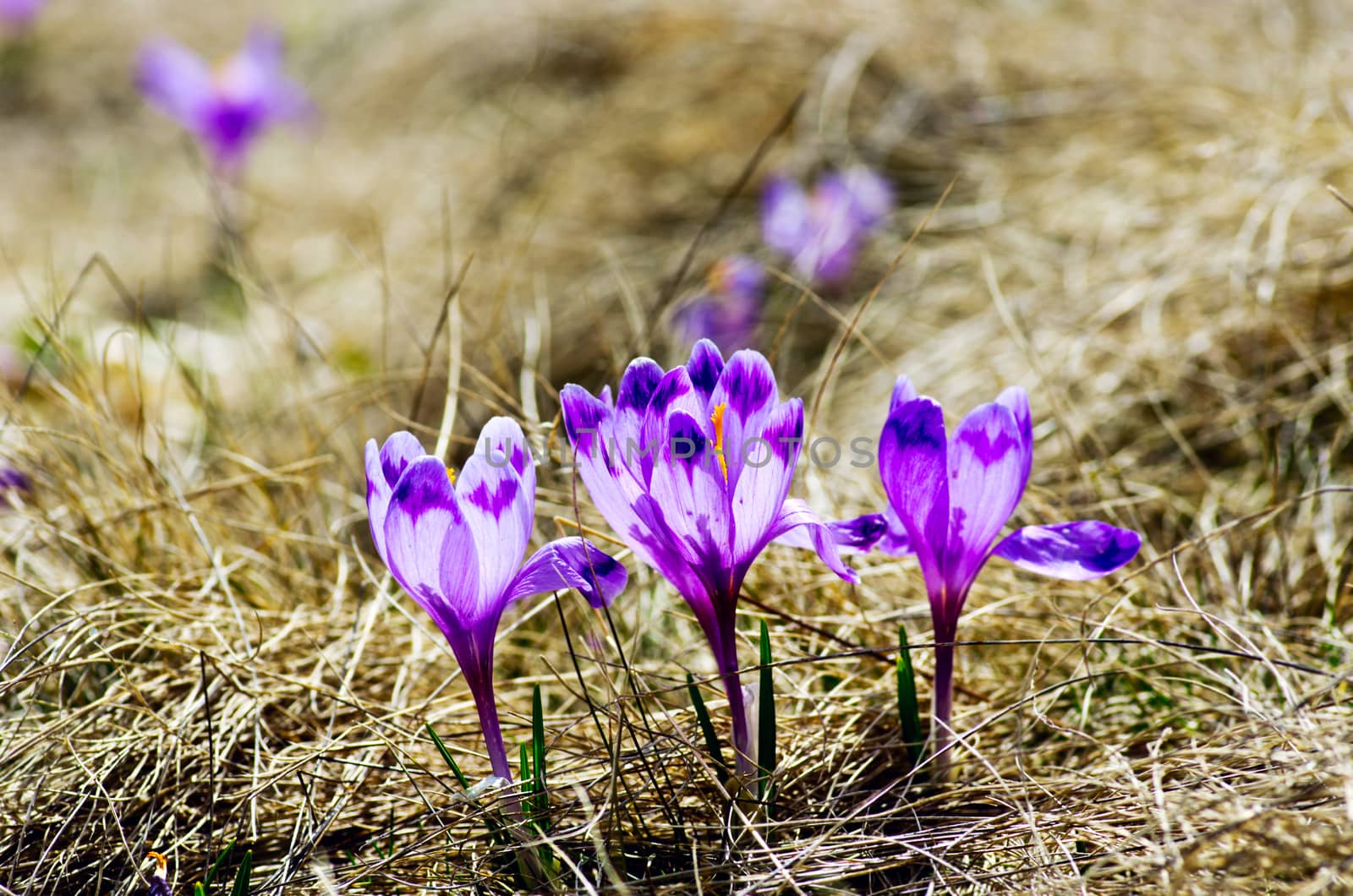 Spring crocus flowers on green natural background. Selective foc by dolnikow
