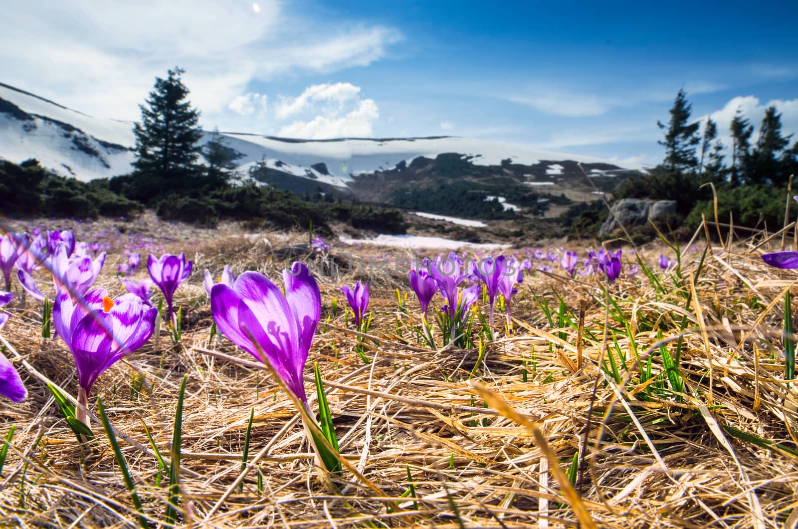 Spring flowers. Blooming violet crocuses in mountains.