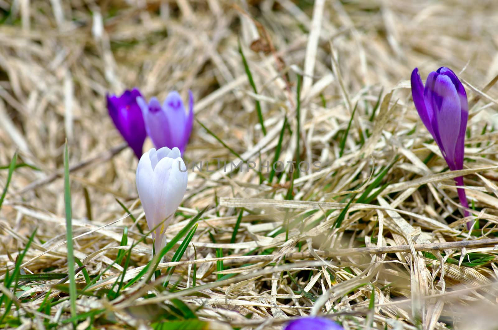 Spring crocus flowers on green natural background. Selective focus