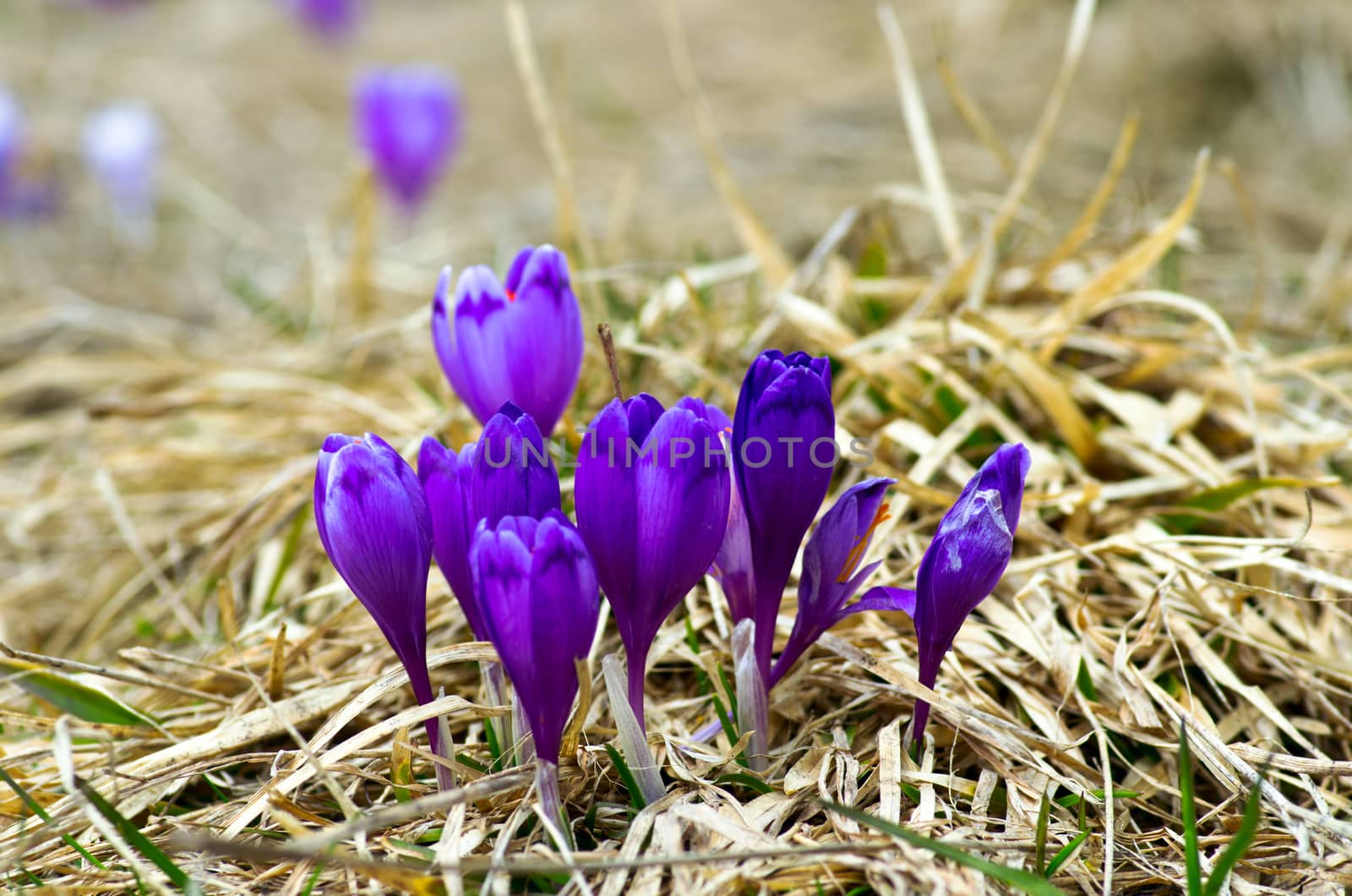 Spring crocus flowers on green natural background. Selective focus