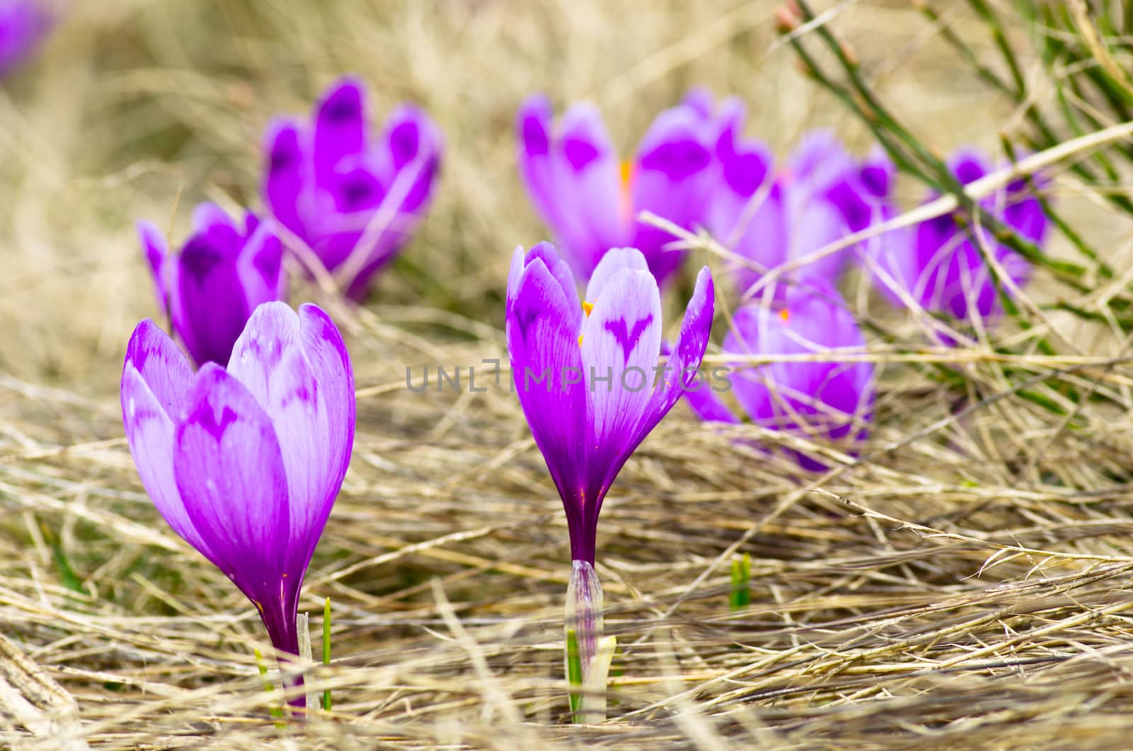 Spring crocus flowers on green natural background. Selective focus