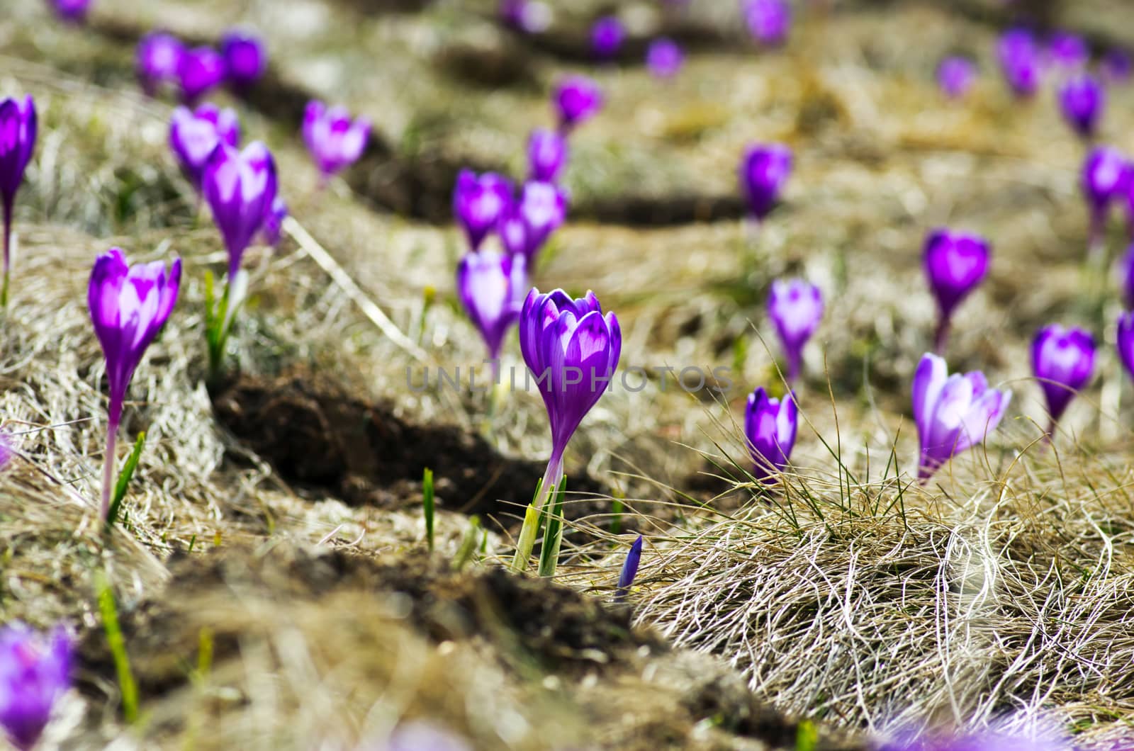 Spring crocus flowers on green natural background. Selective focus