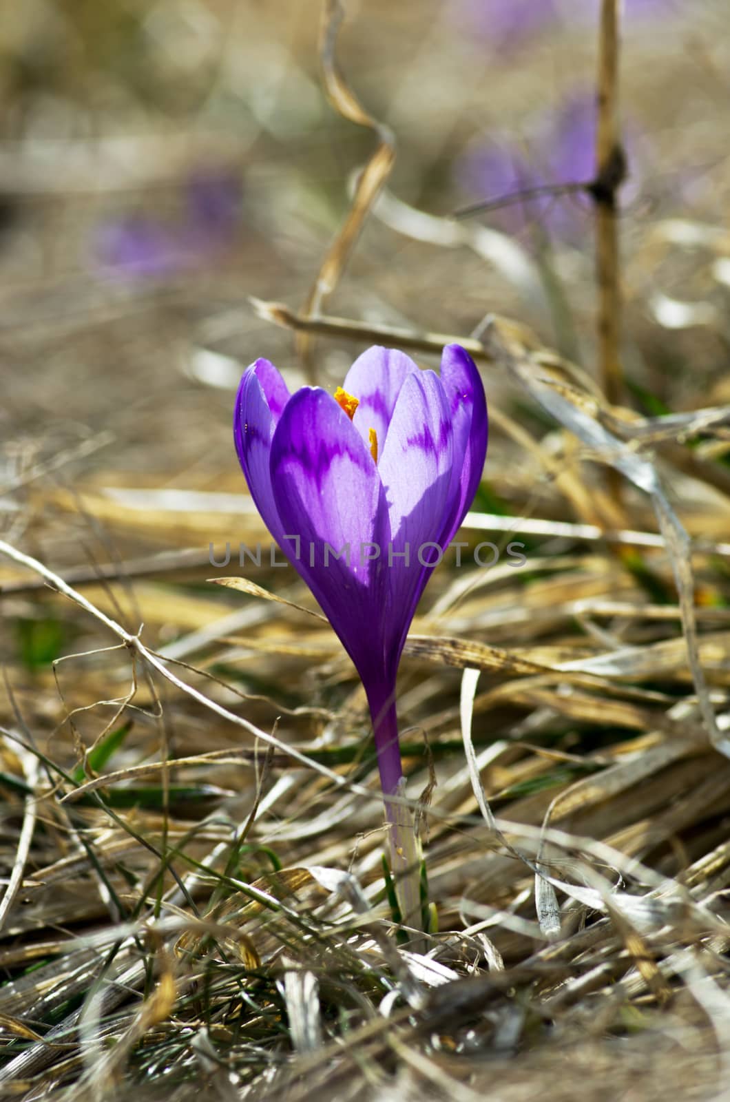 Spring crocus flowers on green natural background. Selective focus