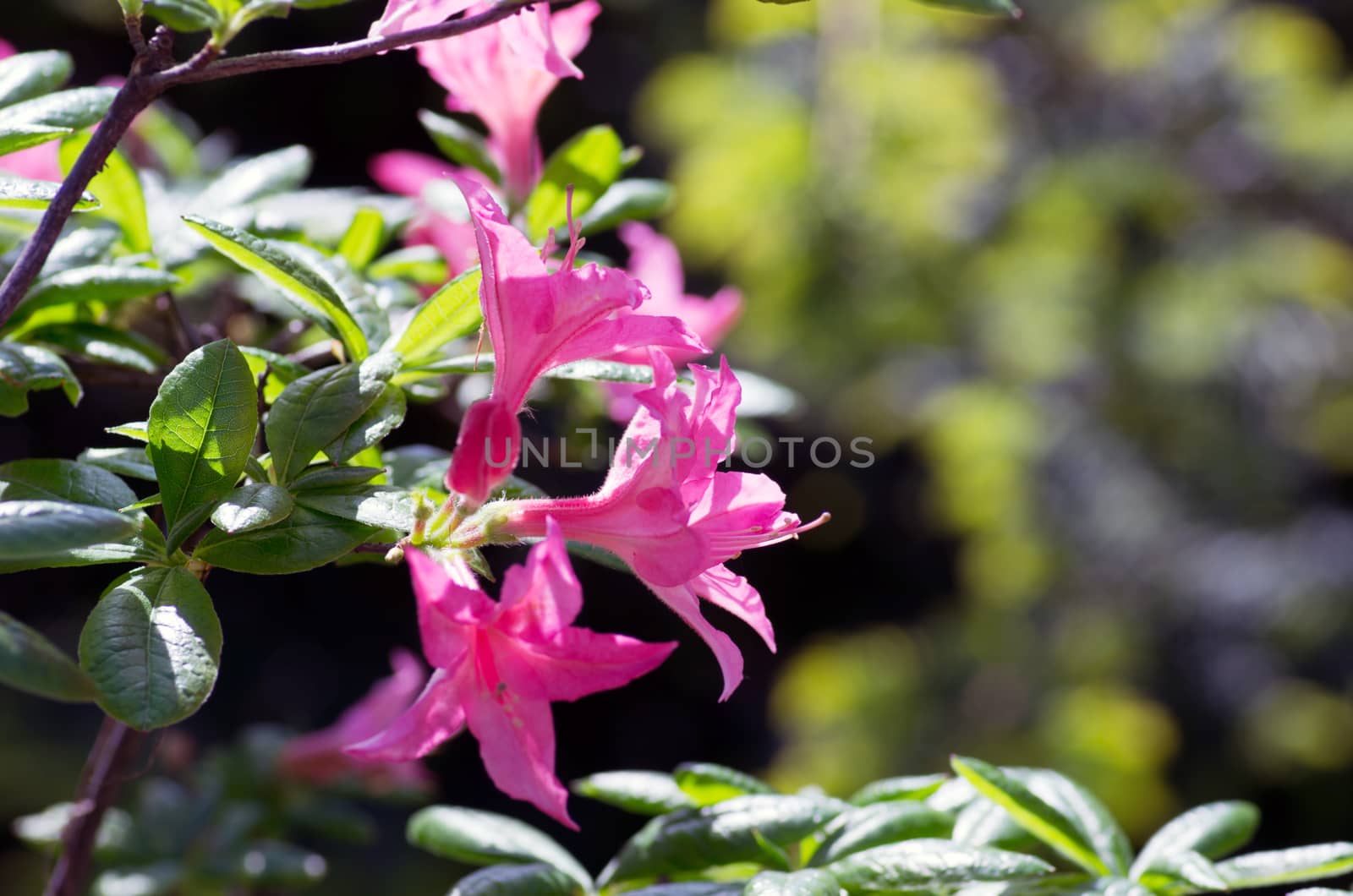 Pink flowers of a rhododendron close up by dolnikow