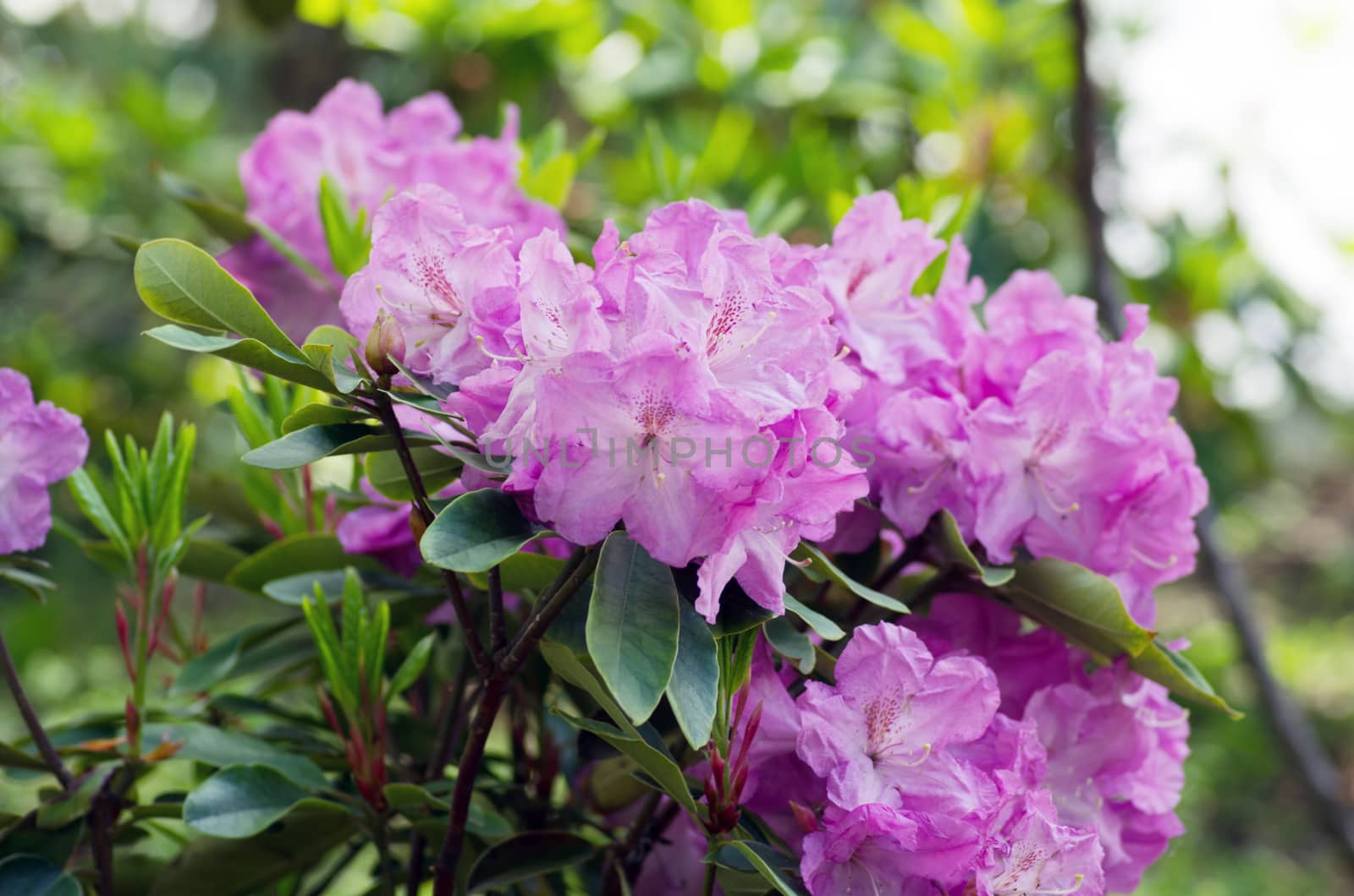 Pink flowers of a rhododendron close up by dolnikow