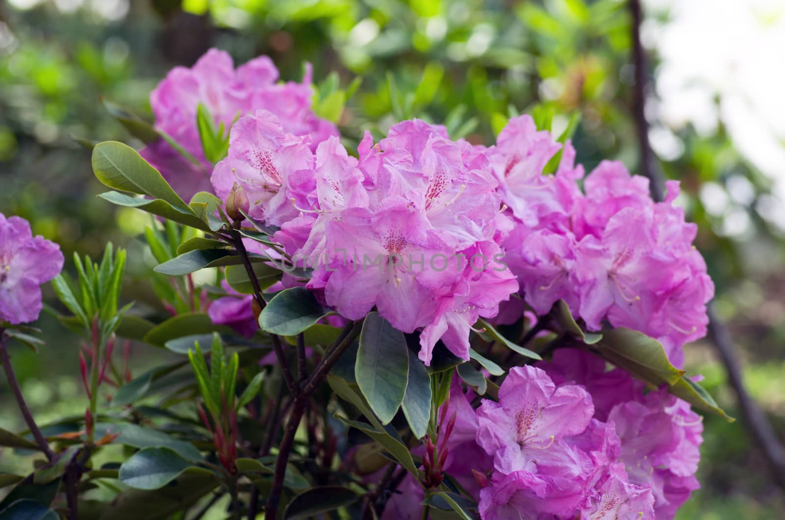 Pink flowers of a rhododendron close up