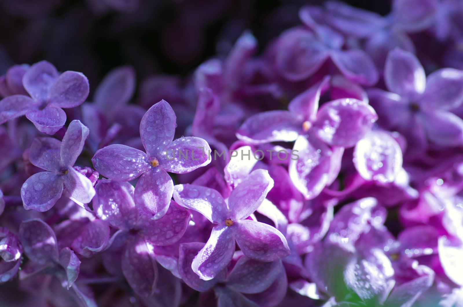 Blooming lilac flowers. Abstract background. Macro photo