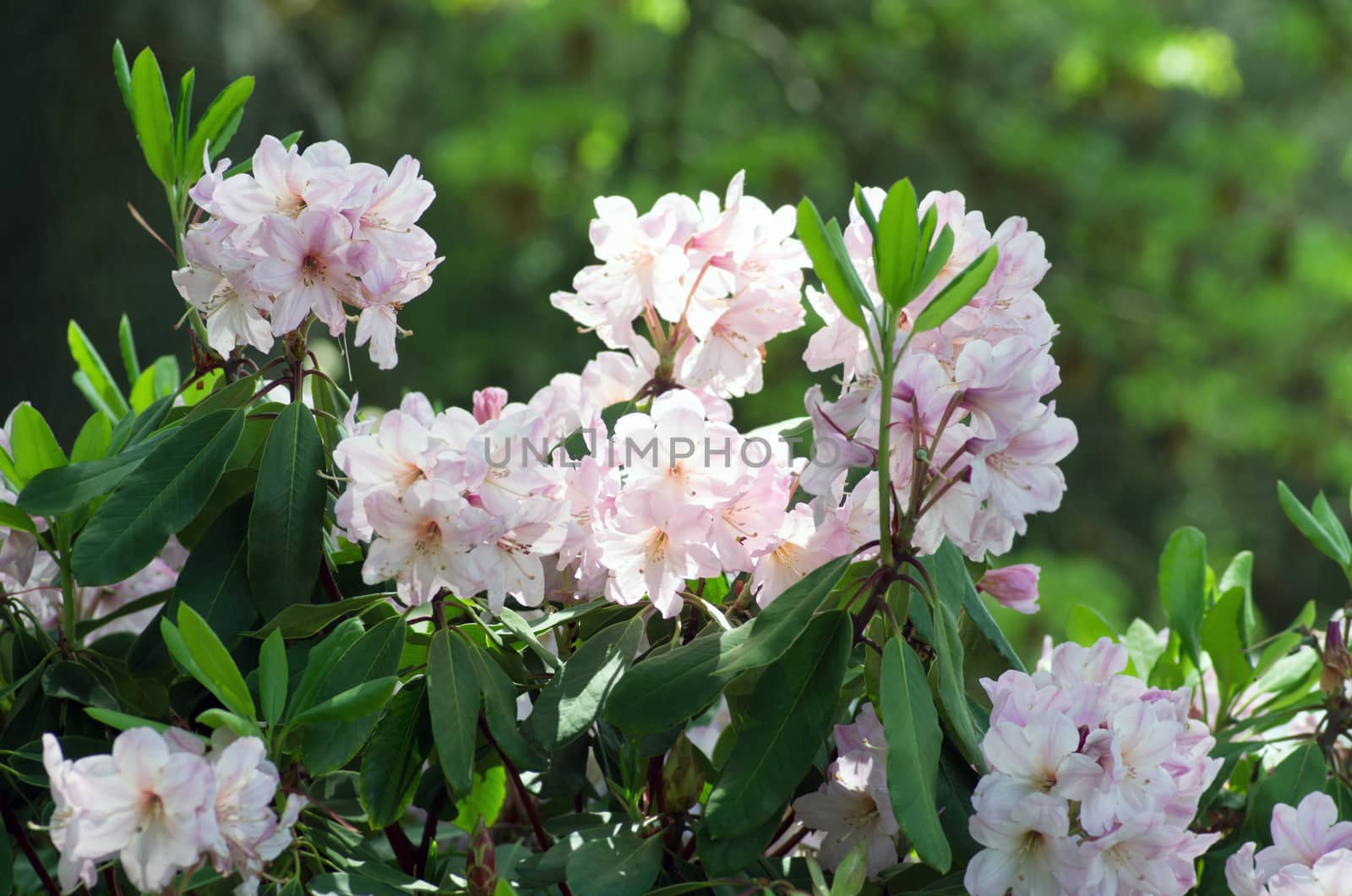 Pink flowers of a rhododendron close up