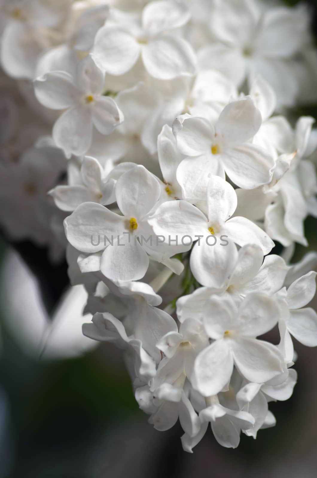 Blooming lilac flowers. Abstract background. Macro photo by dolnikow