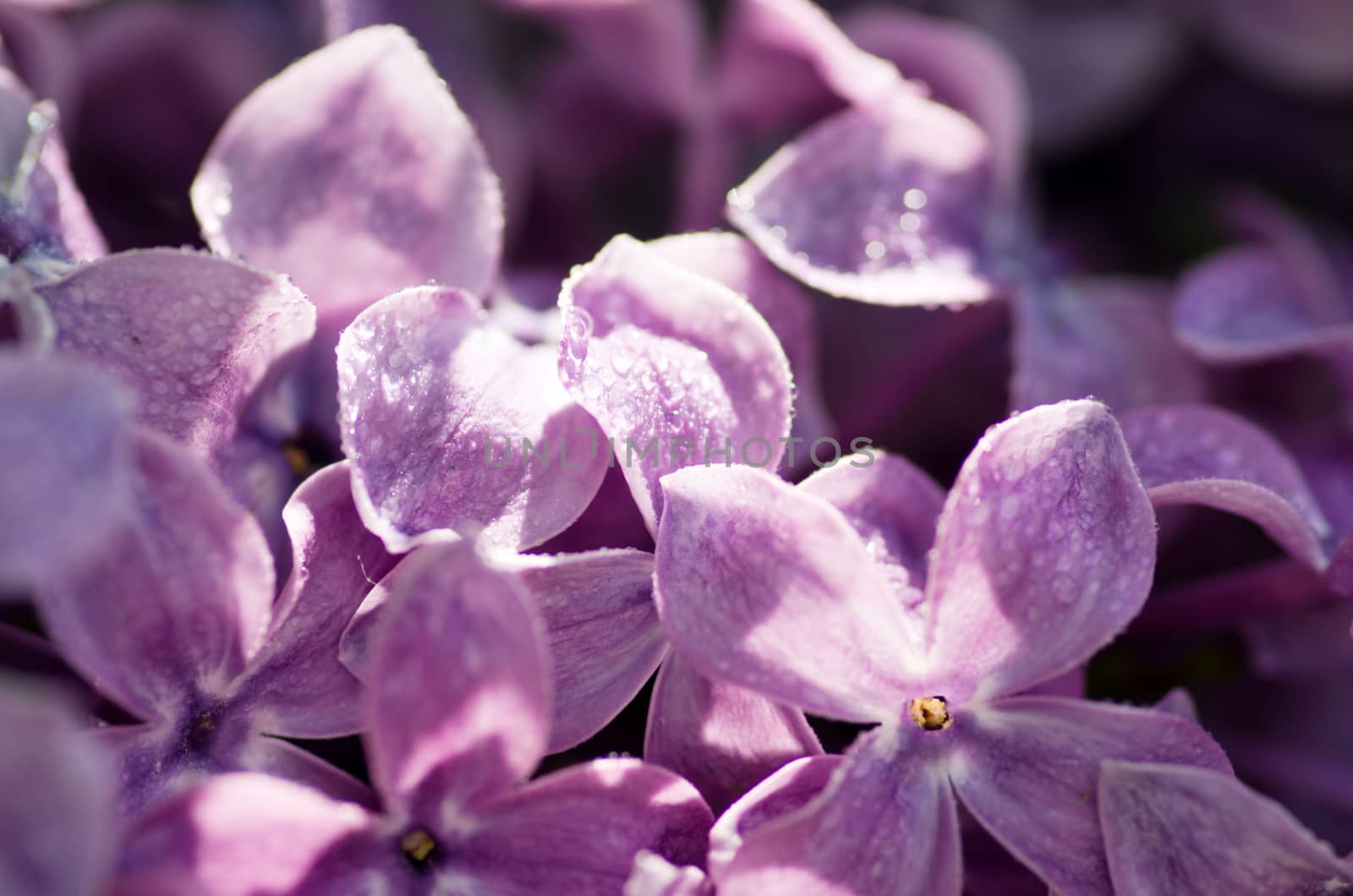 Blooming lilac flowers. Abstract background. Macro photo by dolnikow