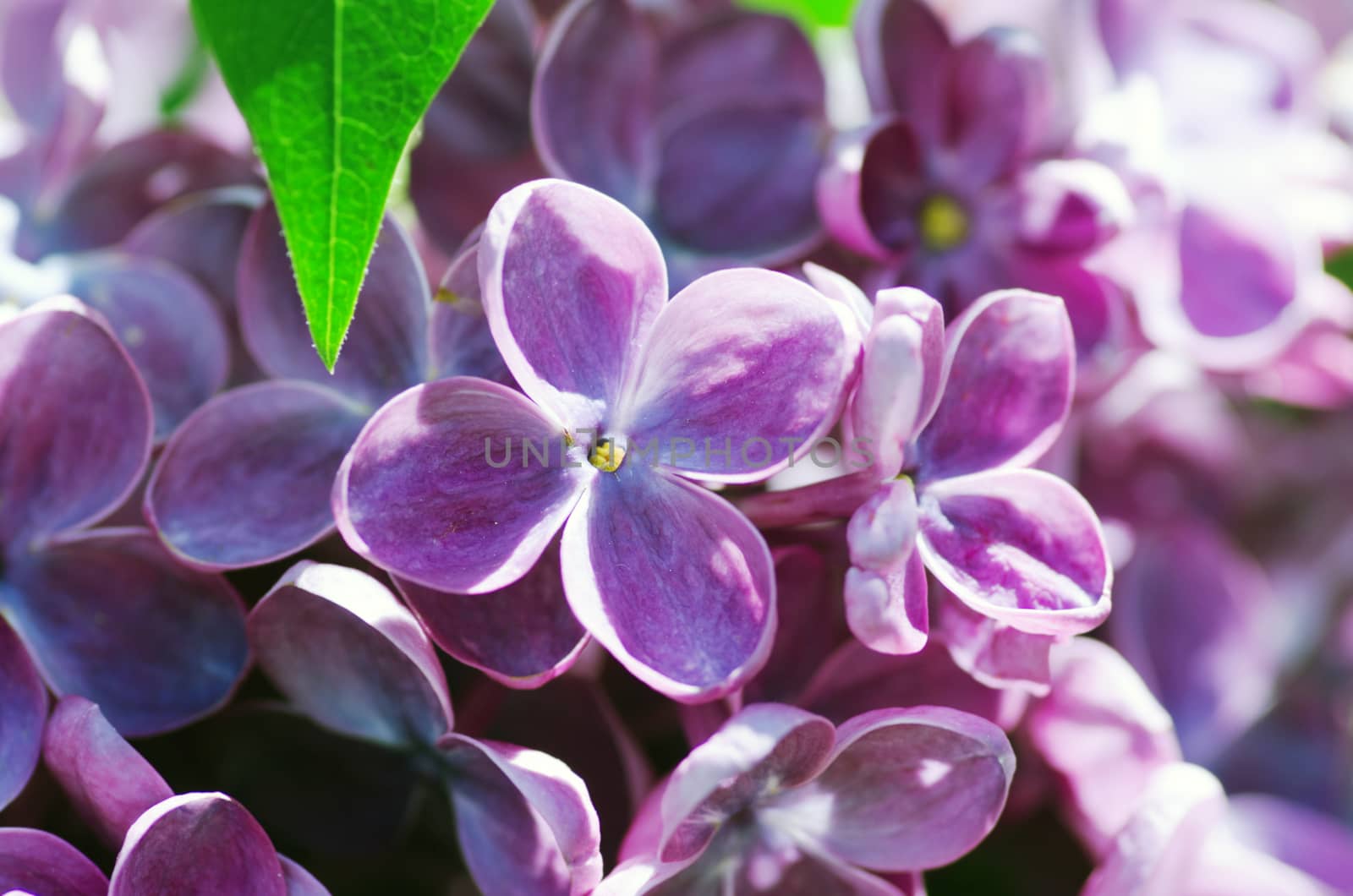 Blooming lilac flowers. Abstract background. Macro photo by dolnikow