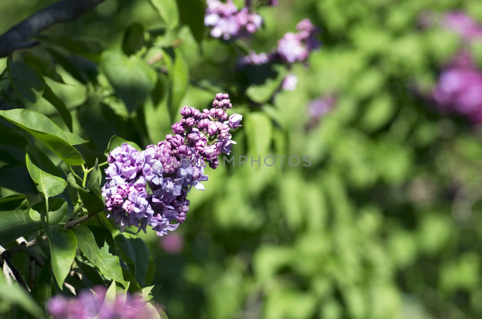 Blooming lilac flowers over natural background. by dolnikow