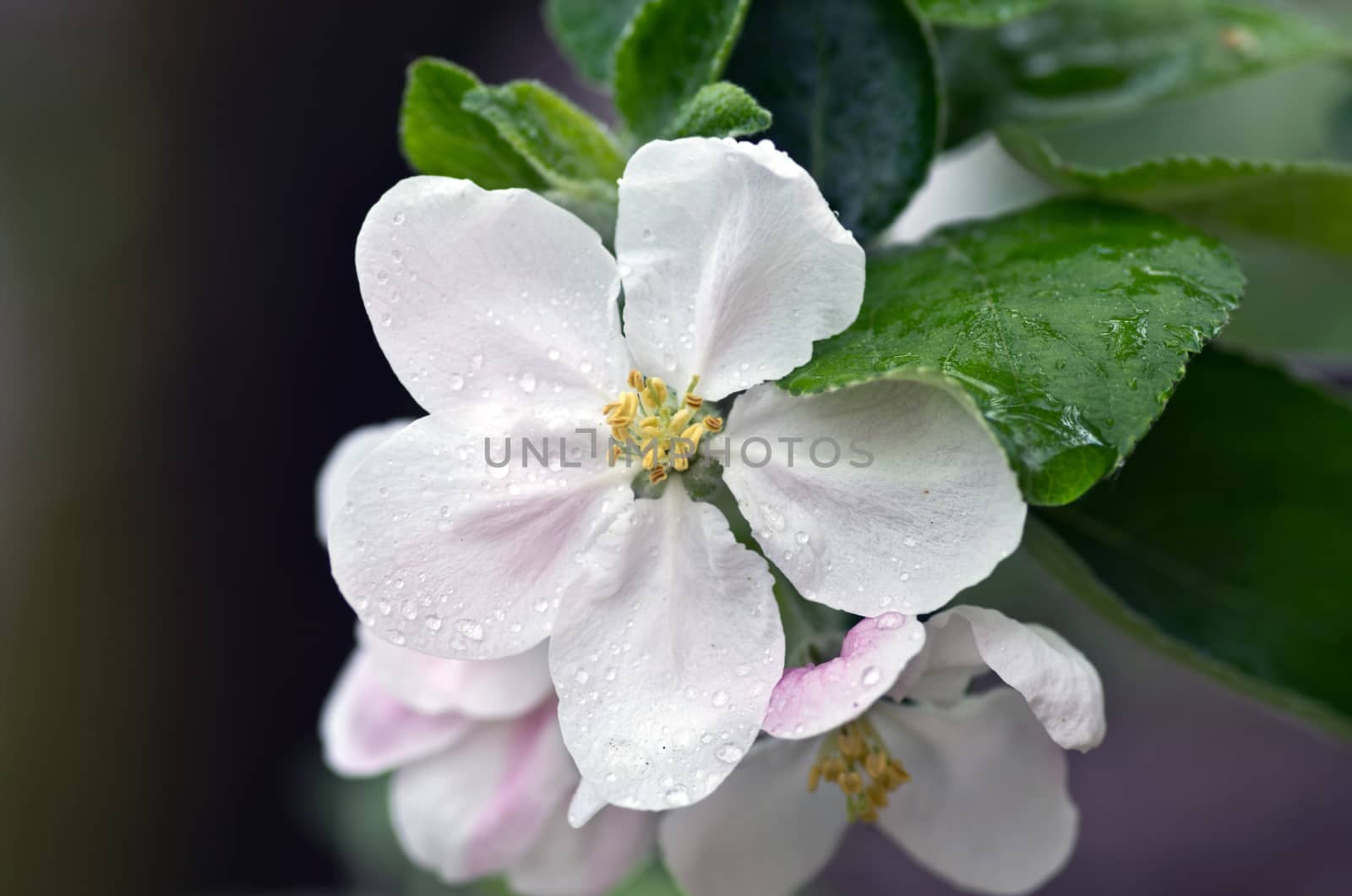 Beautiful Flower in spring. Natural background after rain