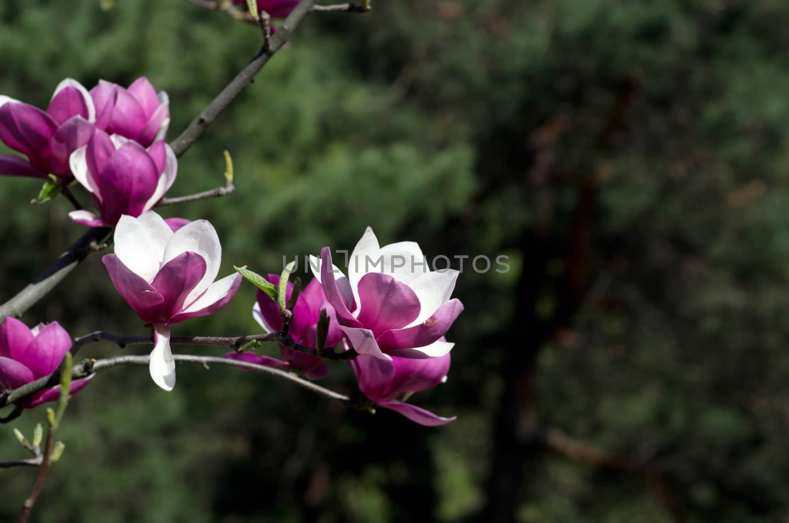 Beautiful pink Flowers of a Magnolia Tree