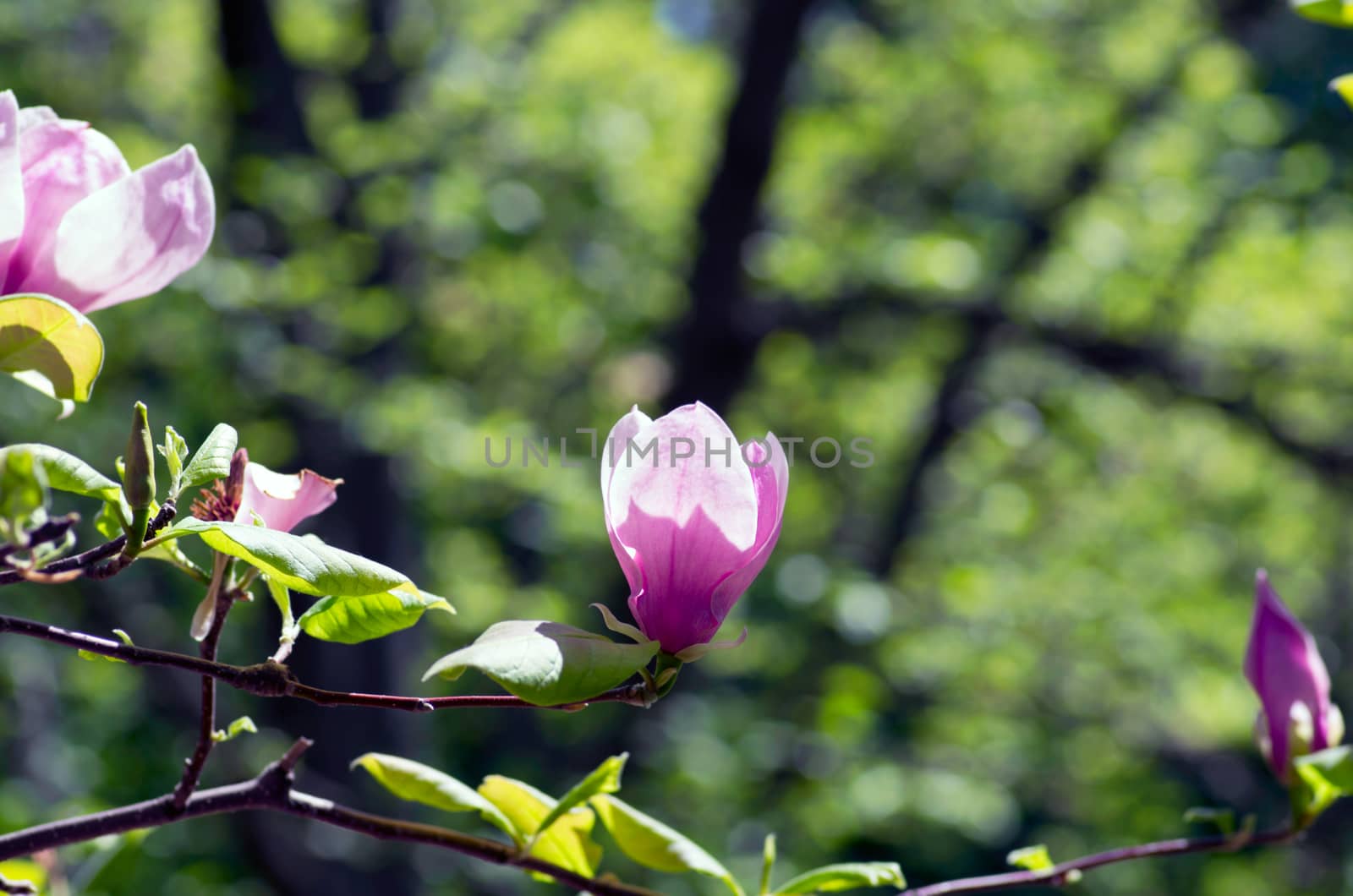 Beautiful pink Flowers of a Magnolia Tree by dolnikow