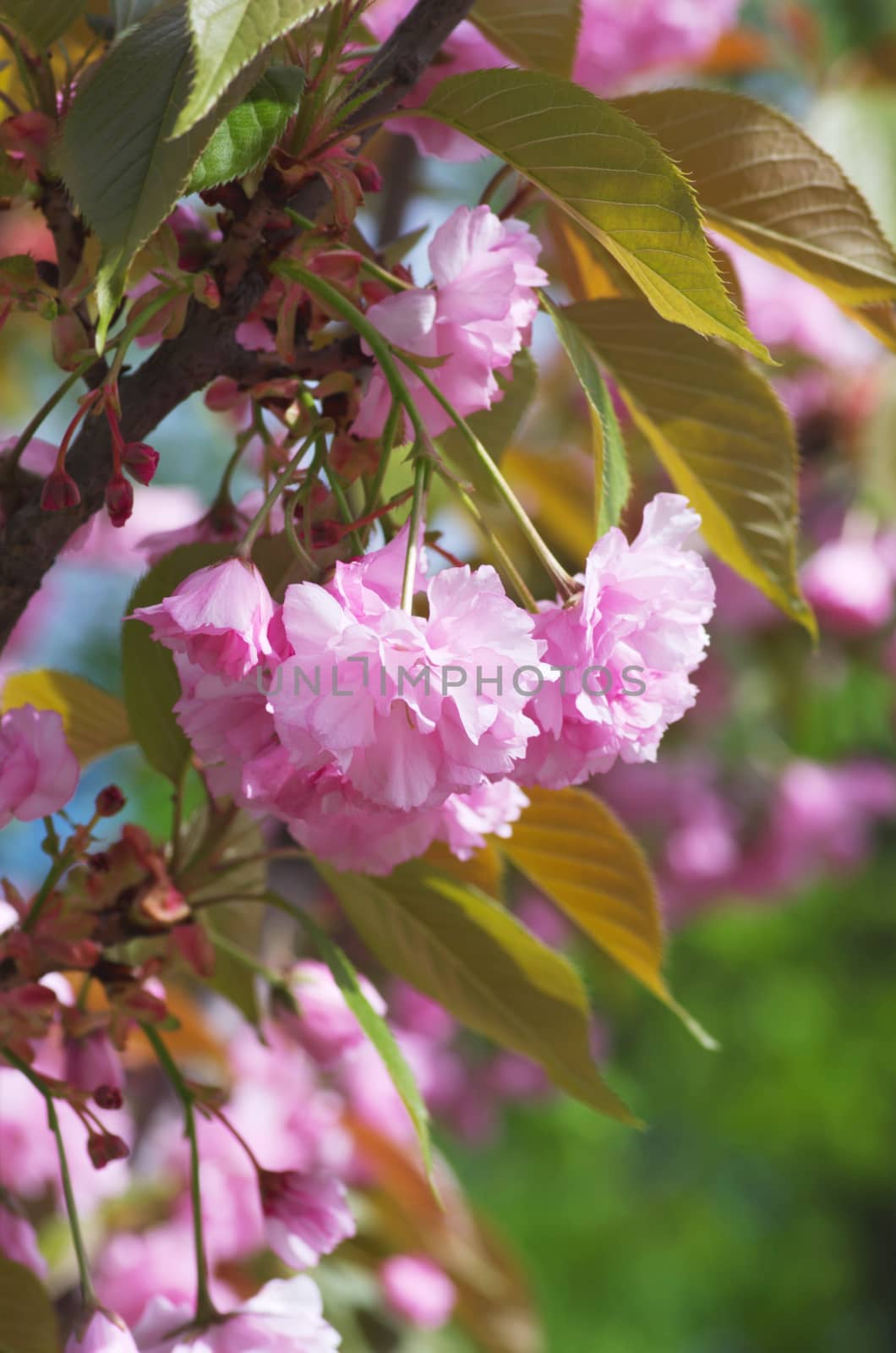 Beautiful Flower in spring. Natural background, soft focus by dolnikow