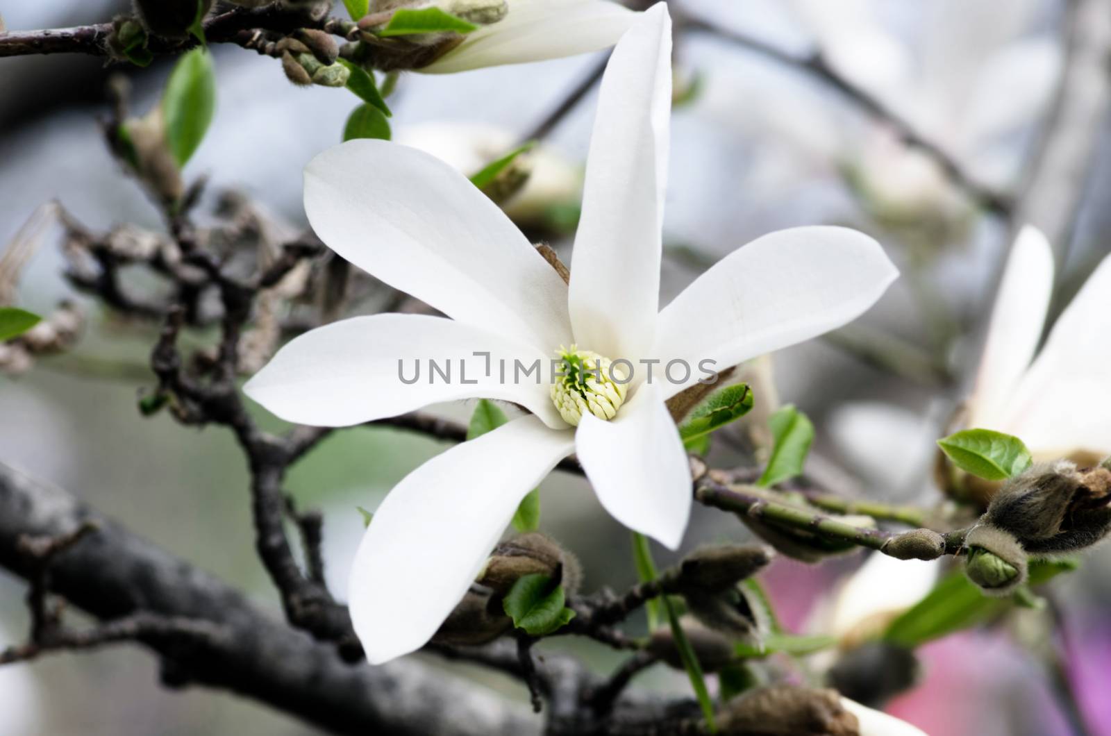 White magnolia flower against the sky close-up